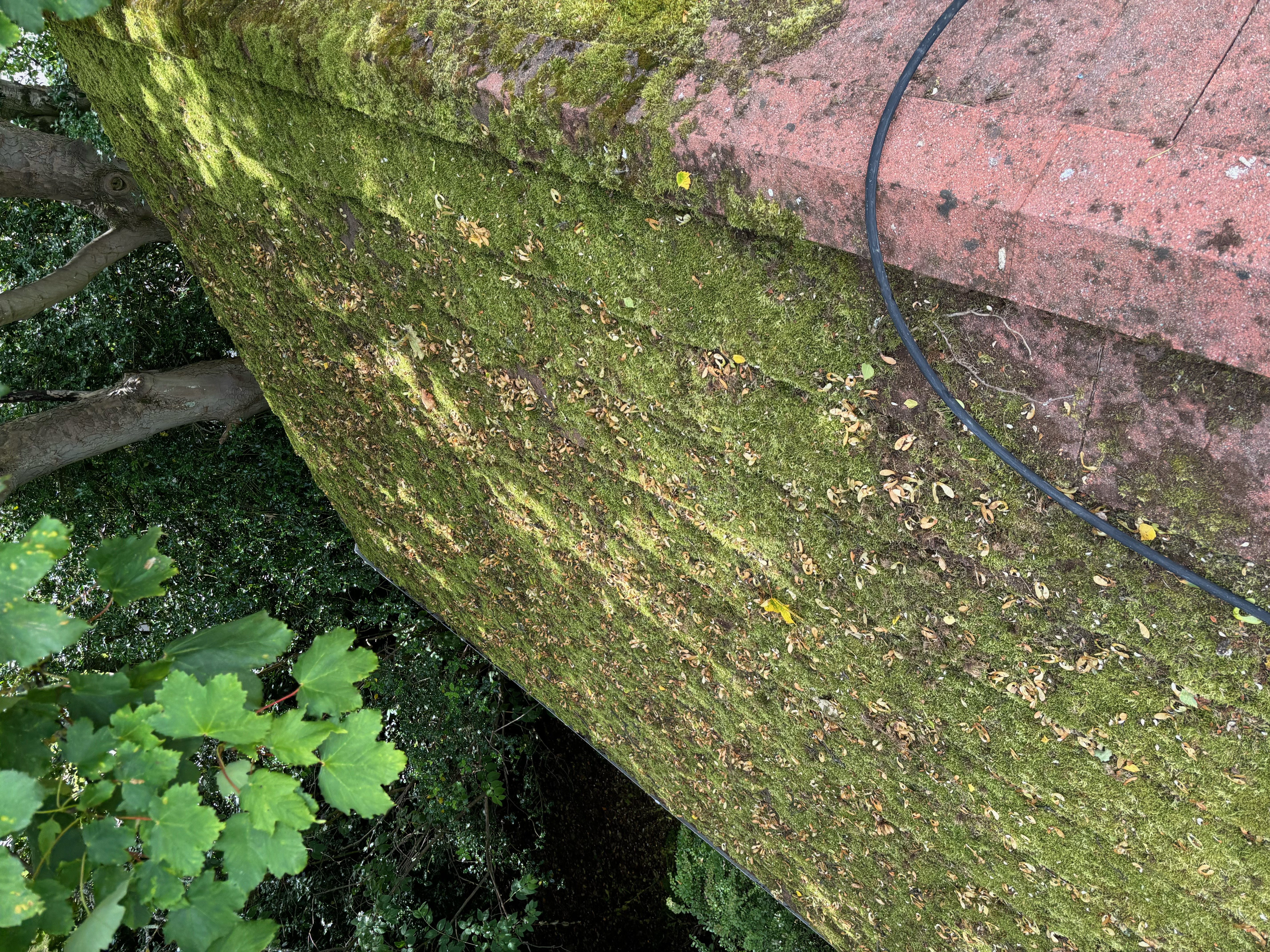 Roof cleaning equipment and setup
