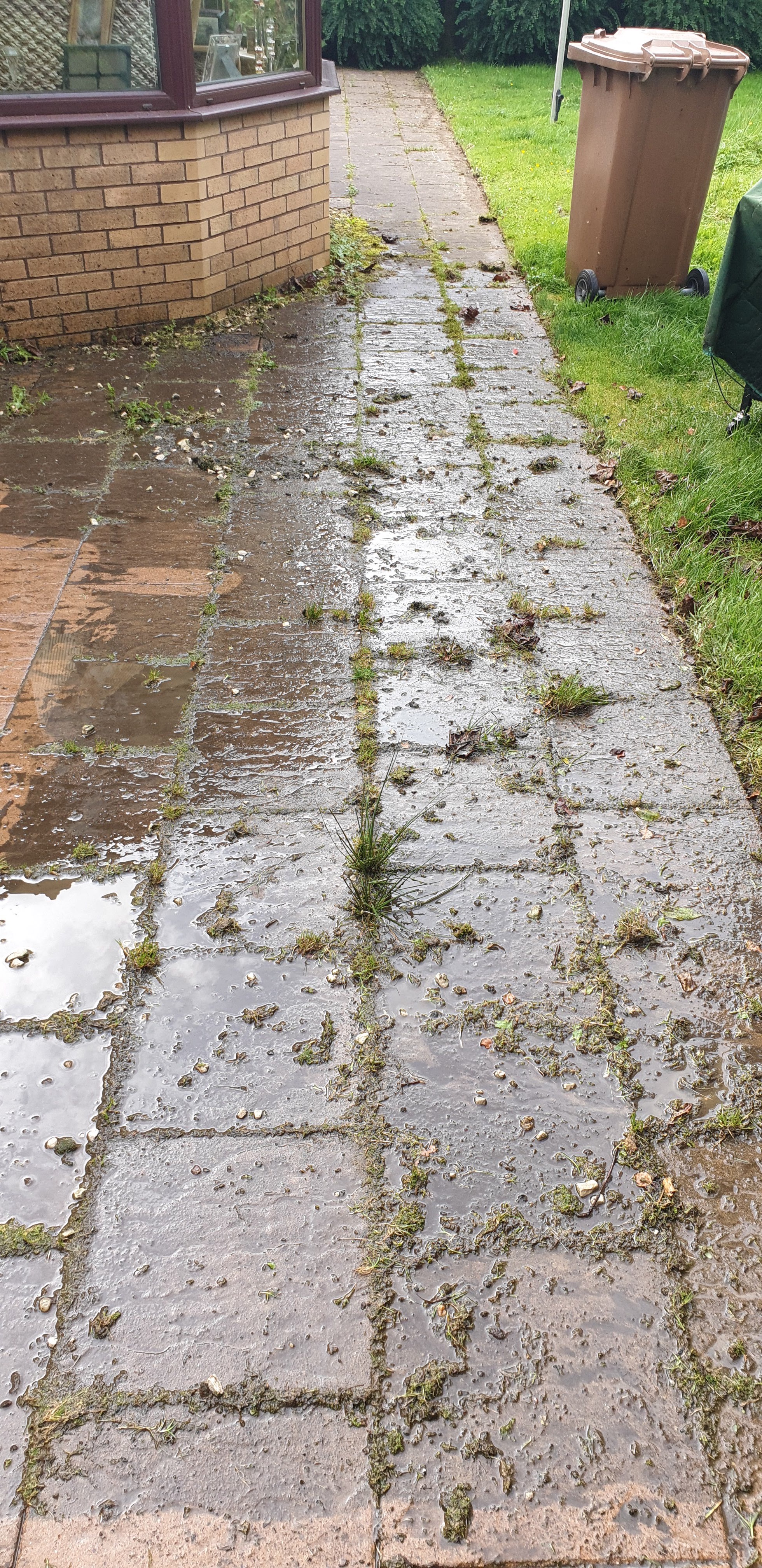 Walkway with moss and weeds before cleaning